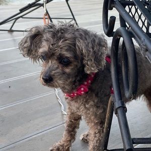 Meet your Posher, Donna